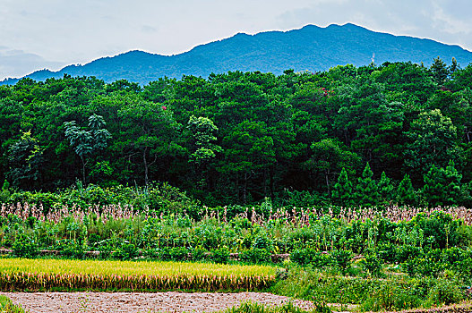 cầu lô kép