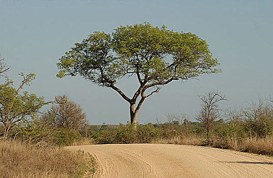 lo de gan
