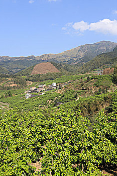 soicau bachthu de