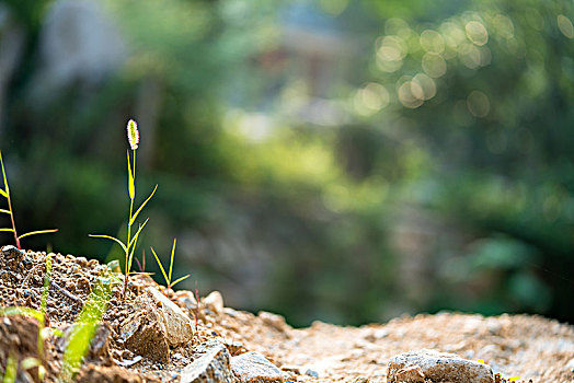 cầu bạch thủ thành phố