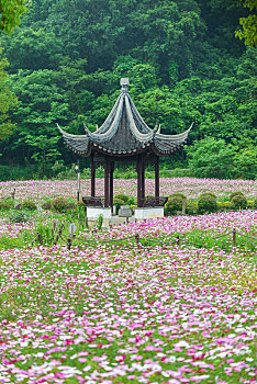 lo kep rong bach kim
