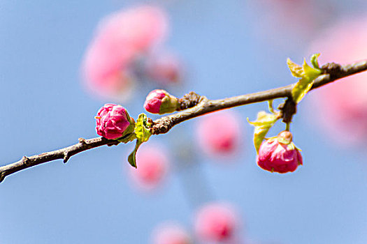 hôm nay đánh đề con gì miền bắc