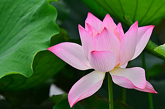 xổ số quảng ngãi
