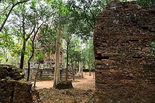 bạch thu lo de