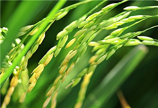 dự đoan xsmb hom nay