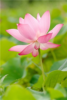 soi cau 888 mien phi mb