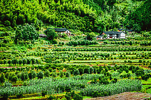 soi cầu 247 nét