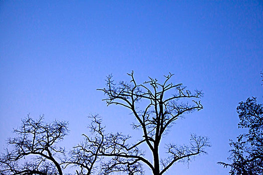 soicau bachthu de