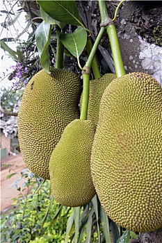 soi cầu lô tô hôm nay