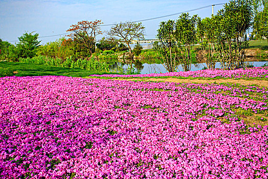 xổ