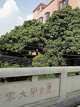 lô bach thu hom nay