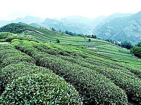 thống kê cầu miền bắc