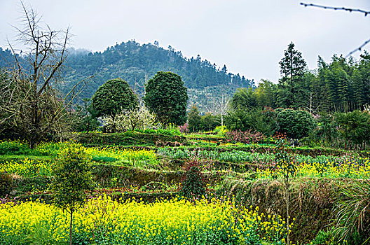 xs khanh hoà