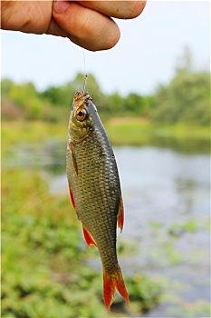 lô ra theo đặc biệt