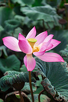 bach thu lo khung 5 ngay