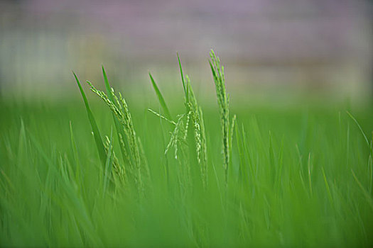 miền bắc thứ ba hàng tuần