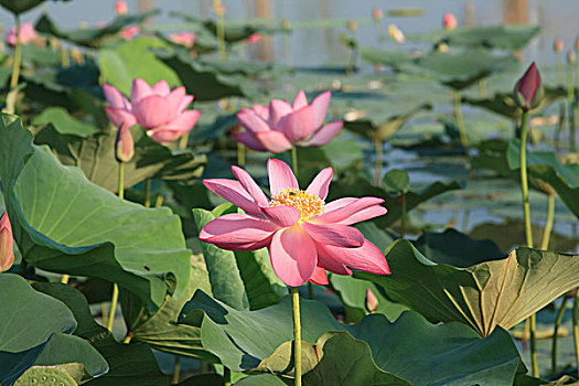 xổ số hcm