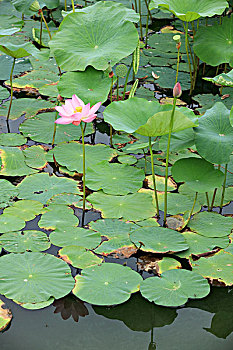 soi cầu 39
