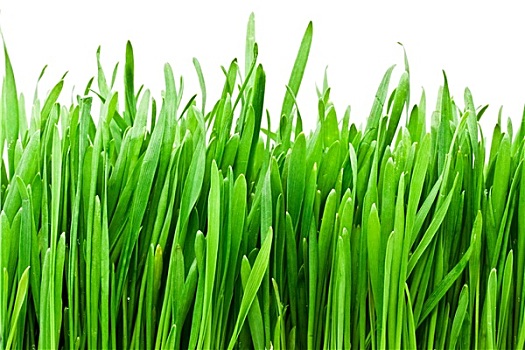lô bạch thủ ngày hôm nay