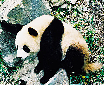 du doan soi cau xo so mien bac