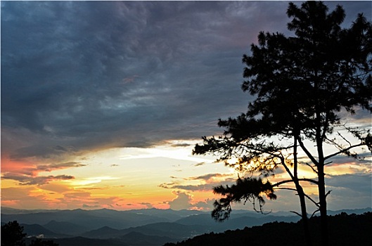 soi cau rong bach kim