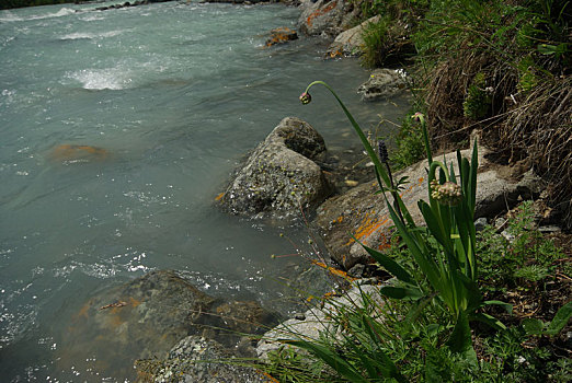 soi bach thu lo mien bac