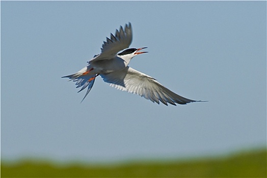 du doan 366